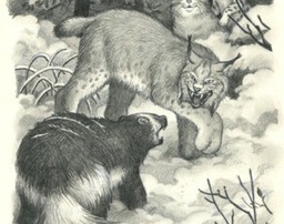 gilly-snowcats-image13