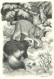 gilly-snowcats-image1