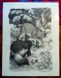 gilly-snowcats-image7